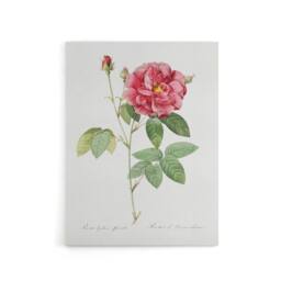 "Artery8 French Rose Illustration Redoute Vintage Canvas Wall Art in White - Size: W18"" x H24""" - thumbnail 1