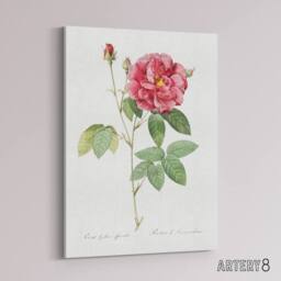 "Artery8 French Rose Illustration Redoute Vintage Canvas Wall Art in White - Size: W18"" x H24""" - thumbnail 2