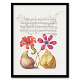 Artery8 Model Book of Calligraphy Framed Wall Art Poppy Anemone Fig & Quince in White - Size: A4 - thumbnail 1
