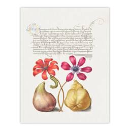 Artery8 Model Book of Calligraphy Framed Wall Art Poppy Anemone Fig & Quince in White - Size: A4 - thumbnail 3