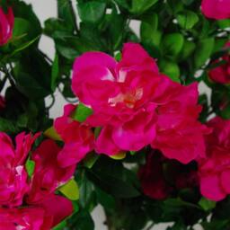 Leaf Artificial 100cm Azalea Pink Flowers Potted Plant with Gold Planter in Dark Pink - thumbnail 3