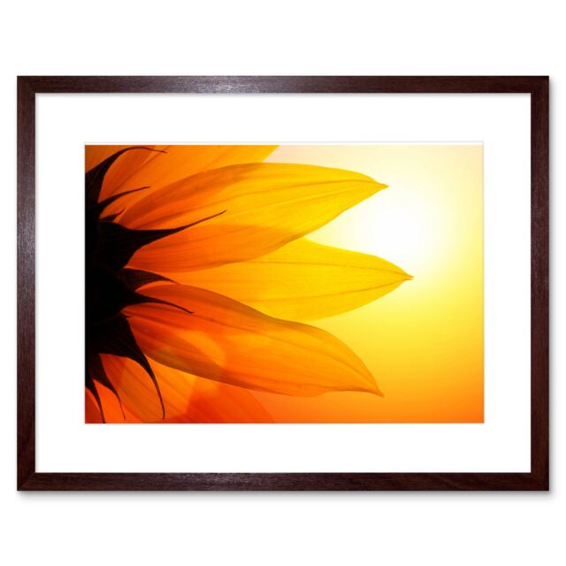 "Artery8 Wall Art Print Sunflower Petals Close Up Framed in Brown - Size: W7"" x H9""" - image 1