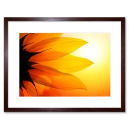 "Artery8 Wall Art Print Sunflower Petals Close Up Framed in Brown - Size: W7"" x H9""" - thumbnail 1