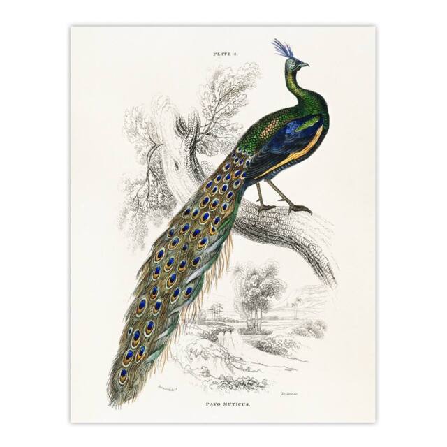 "Artery8 Male Peafowl Peacock Sir William Jardine Vintage Wall Art Print Poster in White - Size: W12"" x H16""" - image 1
