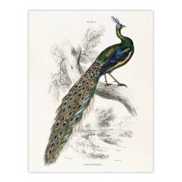 "Artery8 Male Peafowl Peacock Sir William Jardine Vintage Wall Art Print Poster in White - Size: W12"" x H16""" - thumbnail 1