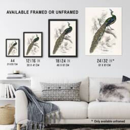 "Artery8 Male Peafowl Peacock Sir William Jardine Vintage Wall Art Print Poster in White - Size: W12"" x H16""" - thumbnail 3