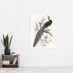 "Artery8 Male Peafowl Peacock Sir William Jardine Vintage Wall Art Print Poster in White - Size: W12"" x H16""" - thumbnail 4