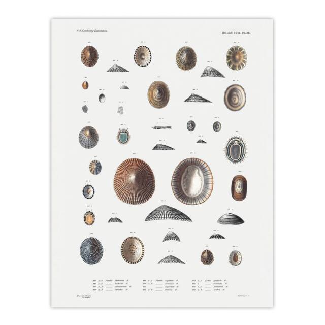 "Artery8 Mollusca Shells Marine Life Augustus Gould Wall Art Poster Print in White - Size: W24"" x H32""" - image 1