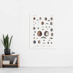 "Artery8 Mollusca Shells Marine Life Augustus Gould Wall Art Poster Print in White - Size: W24"" x H32""" - thumbnail 4