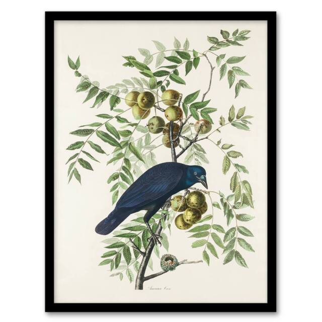 Artery8 John James Audubon Framed Wall Art Print American Crow on Walnut Tree in White - Size: A4 - image 1