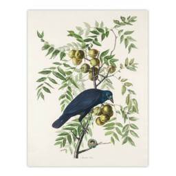 Artery8 John James Audubon Framed Wall Art Print American Crow on Walnut Tree in White - Size: A4 - thumbnail 3