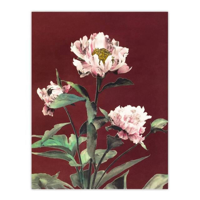 "Artery8 Pink Herbaceous Peony Flower Japan Wall Art Print Ogawa Kazumasa in Red - Size: W12"" x H16""" - image 1