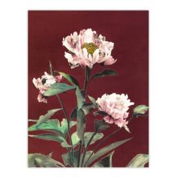 "Artery8 Pink Herbaceous Peony Flower Japan Wall Art Print Ogawa Kazumasa in Red - Size: W12"" x H16""" - thumbnail 1