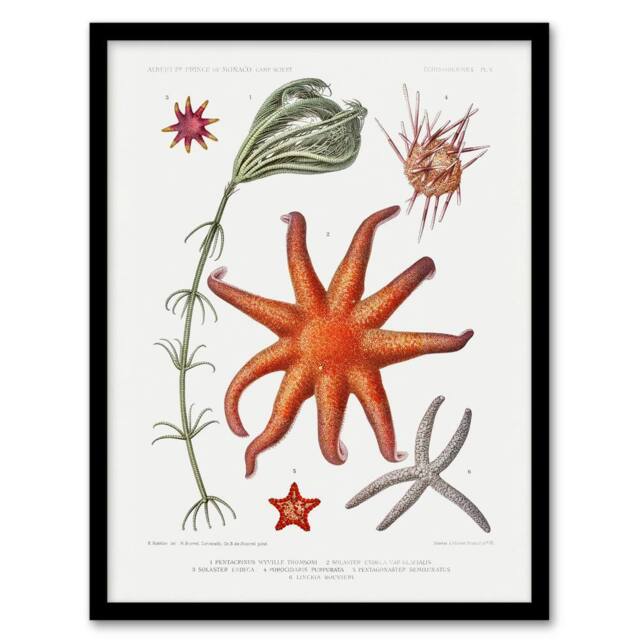 "Artery8 Deep Sea Starfish Marine Life Albert I Framed Wall Art Print in White - Size: W12"" x H16""" - image 1
