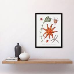 "Artery8 Deep Sea Starfish Marine Life Albert I Framed Wall Art Print in White - Size: W12"" x H16""" - thumbnail 4