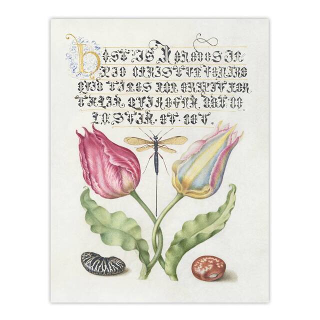 "Artery8 Tulip Ichneumon Wasp & Beans Calligraphy Wall Art Poster Print in White - Size: W18"" x H24""" - image 1