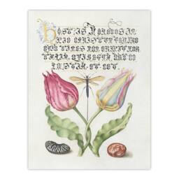 "Artery8 Tulip Ichneumon Wasp & Beans Calligraphy Wall Art Poster Print in White - Size: W18"" x H24""" - thumbnail 1