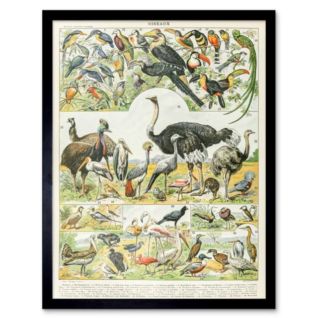 "Artery8 Millot Encyclopedia Page Birds Ostrich Emu 12x16"" Framed Art Print - Size: W12"" x H16""" - image 1