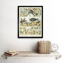 "Artery8 Millot Encyclopedia Page Birds Ostrich Emu 12x16"" Framed Art Print - Size: W12"" x H16""" - thumbnail 2