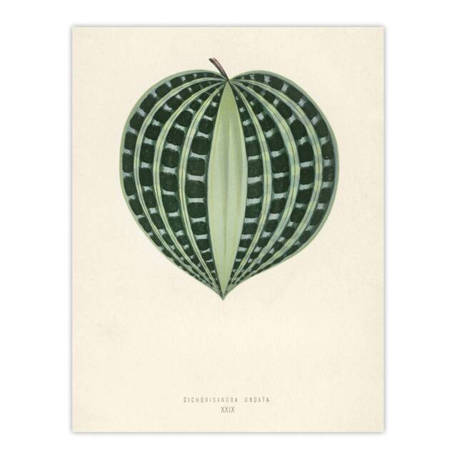 "Artery8 Vintage Botanical Seersucker Plant Leaf Fawcett Wall Art Poster Print in Beige - Size: W24"" x H32""" - image 1