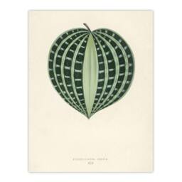 "Artery8 Vintage Botanical Seersucker Plant Leaf Fawcett Wall Art Poster Print in Beige - Size: W24"" x H32""" - thumbnail 1