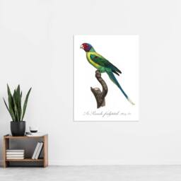 "Artery8 The Plum Headed Parakeet Francois Levaillant Wall Art Poster Print in White - Size: W12"" x H16""" - thumbnail 4