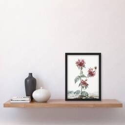 Artery8 Red Bergamot Flowers in a Landscape Schouman Framed Wall Art Print in White - Size: A4 - thumbnail 4