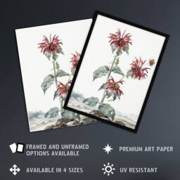 Artery8 Red Bergamot Flowers in a Landscape Schouman Framed Wall Art Print in White - Size: A4 - thumbnail 2