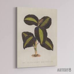 "Artery8 Golden Veined Jewel Orchid Vintage Botanical Canvas Wall Art in Beige - Size: W18"" x H24""" - thumbnail 2