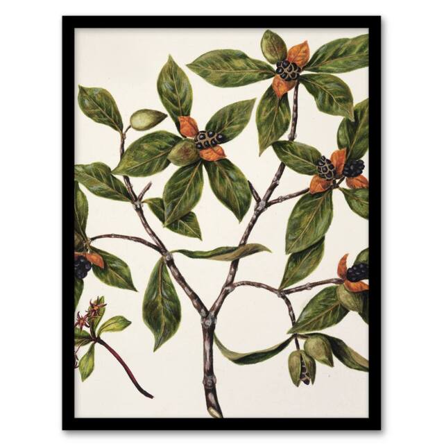 Artery8 New Zealand Tawhiri Karo Plant Artwork Featon Framed Wall Art Print in Beige - Size: A4 - image 1