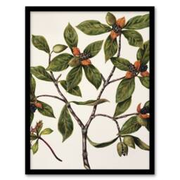 Artery8 New Zealand Tawhiri Karo Plant Artwork Featon Framed Wall Art Print in Beige - Size: A4 - thumbnail 1