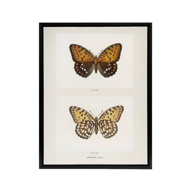 "Artery8 Regal Fritillary Butterfly Sherman Denton Framed Canvas Wall Art Print in White - Size: W12"" x H16""" - image 1