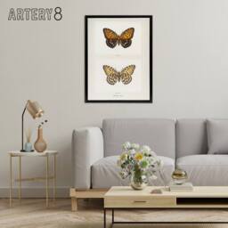 "Artery8 Regal Fritillary Butterfly Sherman Denton Framed Canvas Wall Art Print in White - Size: W12"" x H16""" - thumbnail 3