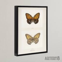 "Artery8 Regal Fritillary Butterfly Sherman Denton Framed Canvas Wall Art Print in White - Size: W12"" x H16""" - thumbnail 2