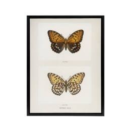 "Artery8 Regal Fritillary Butterfly Sherman Denton Framed Canvas Wall Art Print in White - Size: W12"" x H16""" - thumbnail 1