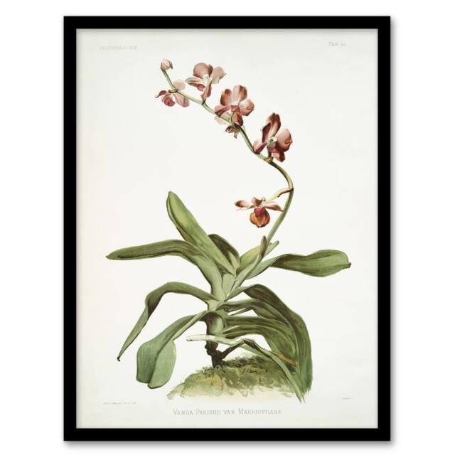 Artery8 F Sander Marriotts Phalaenopsis Orchid Flowers Framed Wall Art Print - Size: A4 - image 1