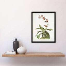 Artery8 F Sander Marriotts Phalaenopsis Orchid Flowers Framed Wall Art Print - Size: A4 - thumbnail 4