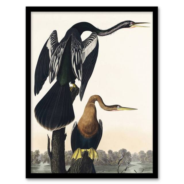 Artery8 Black Bellied Darter Bird Audubon Nature Framed Wall Art Print in White - Size: A4 - image 1