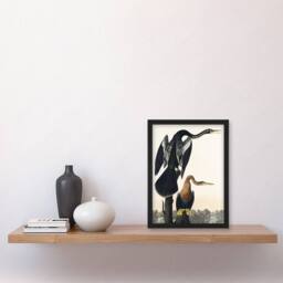 Artery8 Black Bellied Darter Bird Audubon Nature Framed Wall Art Print in White - Size: A4 - thumbnail 4