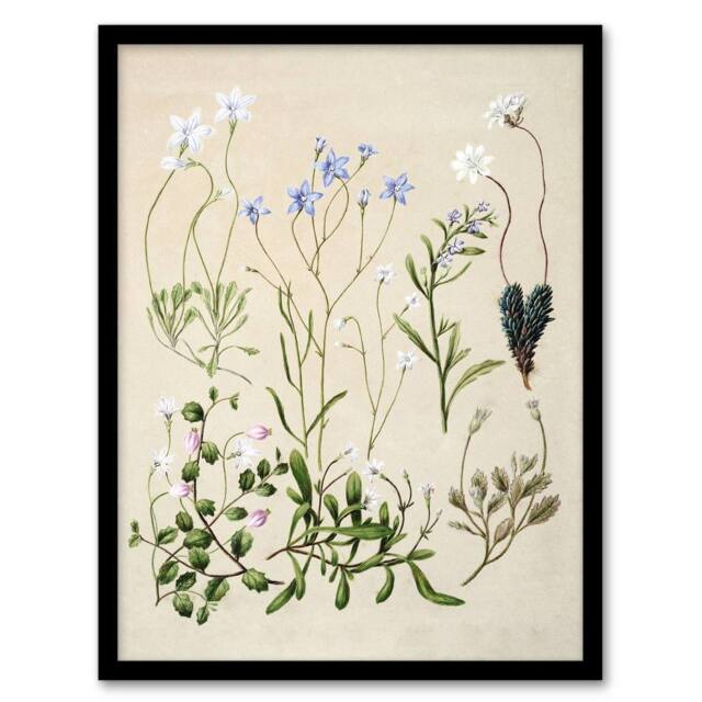 Artery8 New Zealand Perennial Wild Flowers Featon Framed Wall Art Print in Beige - Size: A4 - image 1