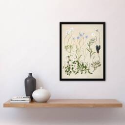 Artery8 New Zealand Perennial Wild Flowers Featon Framed Wall Art Print in Beige - Size: A4 - thumbnail 4