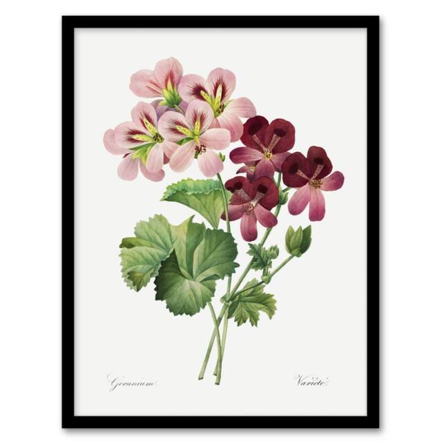 Artery8 Geranium Flowers Illustration Redoute Vintage Framed Wall Art Print in White - Size: A4 - image 1