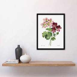 Artery8 Geranium Flowers Illustration Redoute Vintage Framed Wall Art Print in White - Size: A4 - thumbnail 4