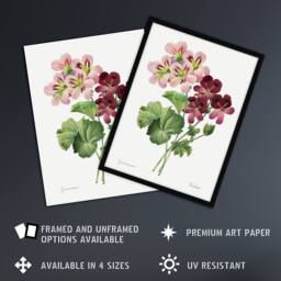 Artery8 Geranium Flowers Illustration Redoute Vintage Framed Wall Art Print in White - Size: A4 - thumbnail 2