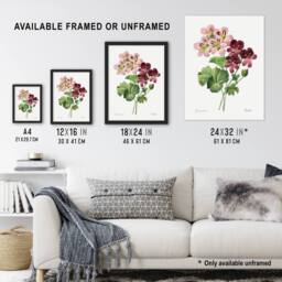 Artery8 Geranium Flowers Illustration Redoute Vintage Framed Wall Art Print in White - Size: A4 - thumbnail 3