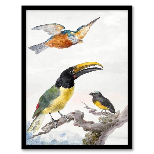 Artery8 Aert Schouman Framed Wall Art Kingfisher Toucan Bird & a Sparrow in White - Size: A4 - image 1