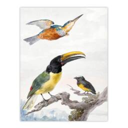 Artery8 Aert Schouman Framed Wall Art Kingfisher Toucan Bird & a Sparrow in White - Size: A4 - thumbnail 3