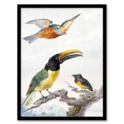 Artery8 Aert Schouman Framed Wall Art Kingfisher Toucan Bird & a Sparrow in White - Size: A4 - thumbnail 1