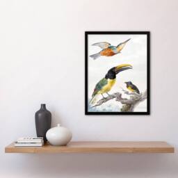 Artery8 Aert Schouman Framed Wall Art Kingfisher Toucan Bird & a Sparrow in White - Size: A4 - thumbnail 2