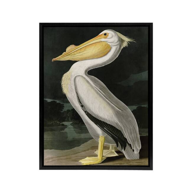 "Artery8 Audubon Birds White Pelican Painting Framed Canvas Wall Art Print - Size: W12"" x H16""" - image 1